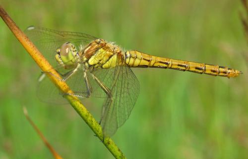 Réf. 35 276 : Sympetrum vulgatum