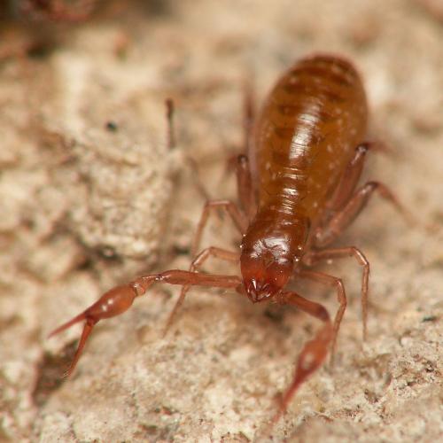 Réf. 35 897 : Ephippiochthonius sp.