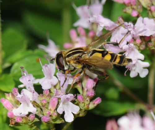 Réf. 35 943 : Helophilus hybridus