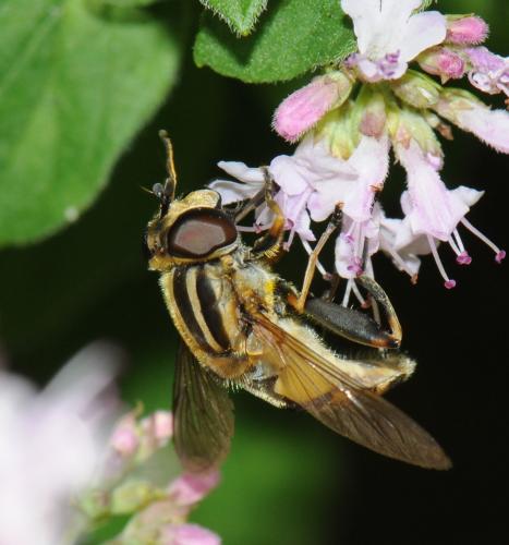 Réf. 35 945 : Helophilus hybridus