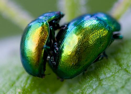 Chrysolina herbacea