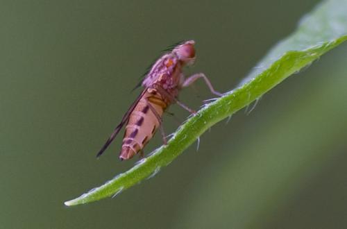 Opomyza sp.