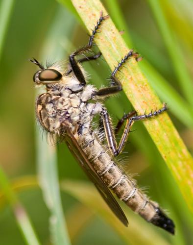 Eutolmus sp.