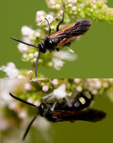 Scolia sexmaculata