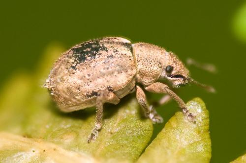 Strophosoma sp.