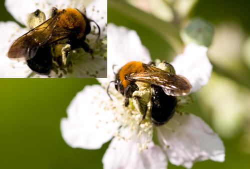 Andrena sp.