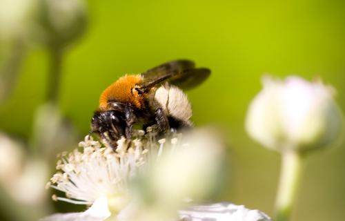 Andrena sp.