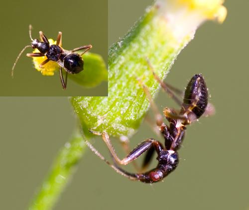 Himacerus mirmicoides