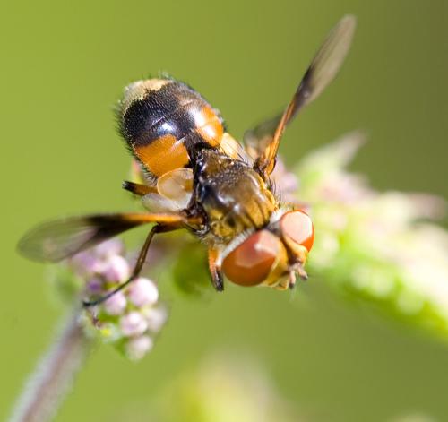 Réf. 35 903 : Ectophasia sp.
