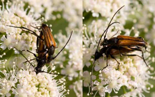 Réf. 35 904 : Stenurella melanura