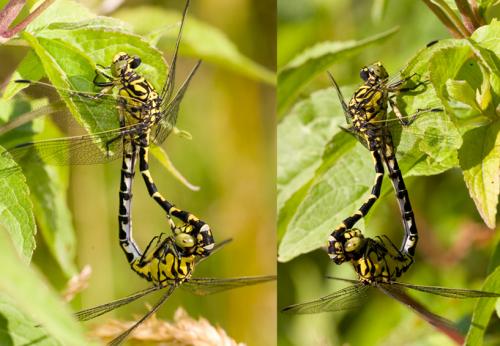 Réf. 35 905 : Onychogomphus forcipatus