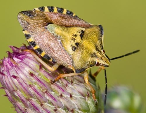 Réf. 35 938 : Carpocoris pudicus