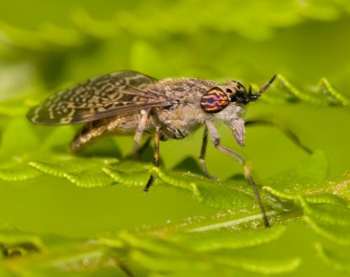 Haematopota pluvialis