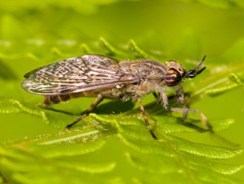 Haematopota pluvialis