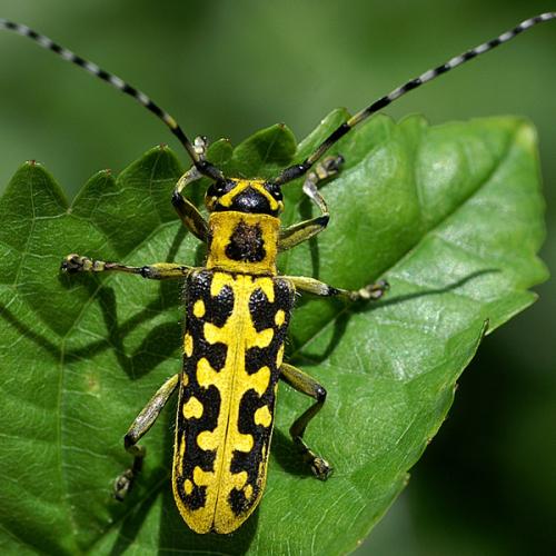 Réf. 35 712 : Saperda scalaris
