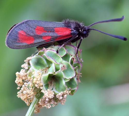Zygaena loti