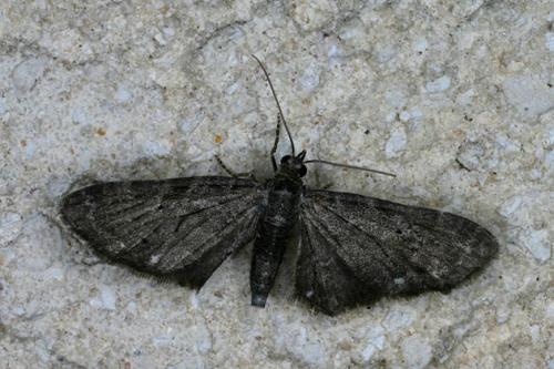Réf. 35 293 : Eupithecia tripunctaria