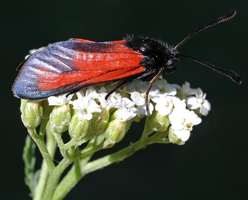 Zygaena erythrus