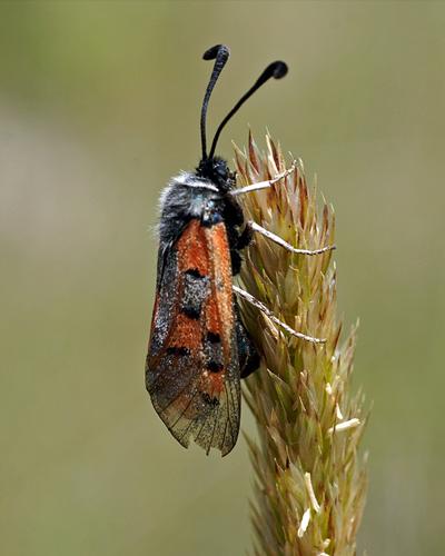 Réf. 35 750 : Zygaena rhadamanthus