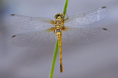 Réf. 35 887 : Sympetrum sp.