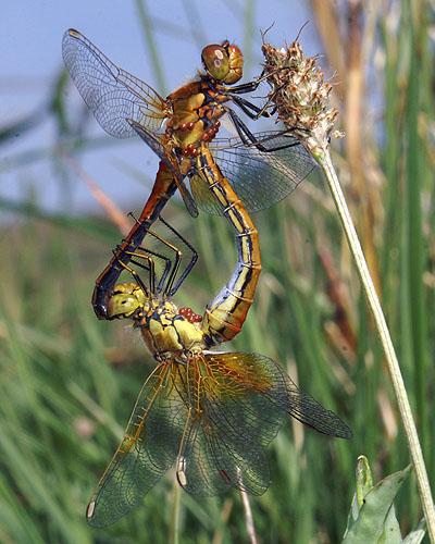 Réf. 35 886 : Sympetrum flaveolum