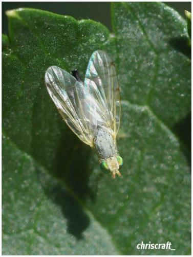Réf. 35 077 : Acanthiophilus helianthi