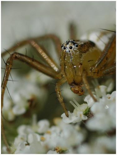 Réf. 35 125 : Oxyopes lineatus