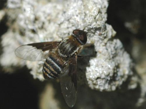 Réf. 35 170 : Exhyalanthrax afer