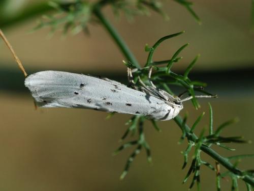 Coscinia cribraria