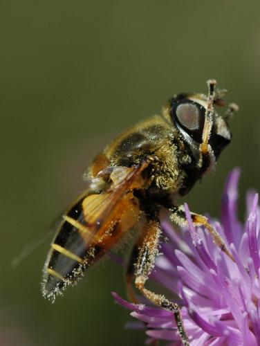 Eristalis horticola