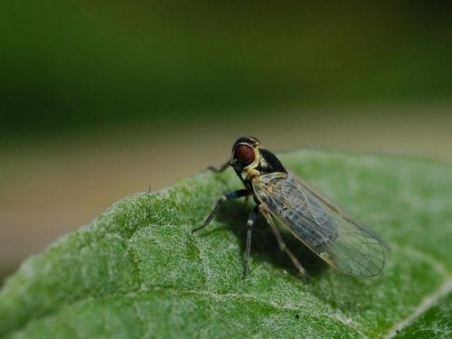 Hyalesthes obsoletus