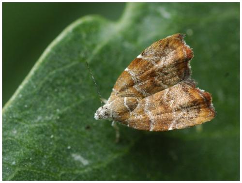 Réf. 35 439 : Choreutis nemorana