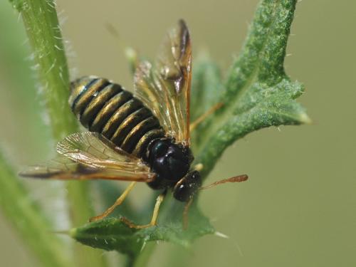 Abia nitens