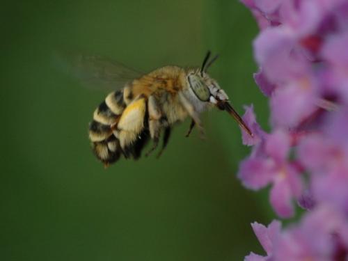 Amegilla sp.