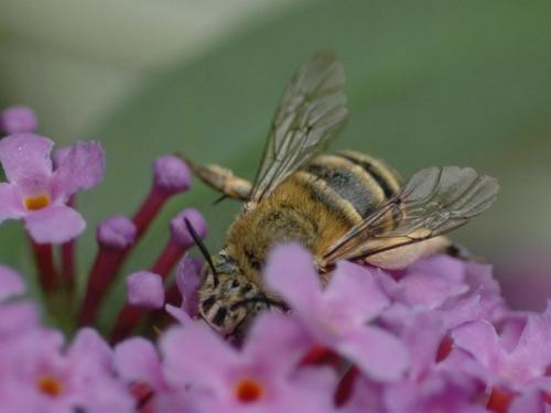 Amegilla sp.