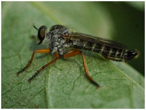 Neomochtherus pallipes