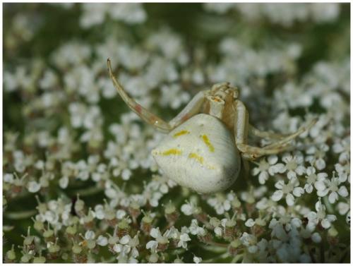 Thomisus onustus