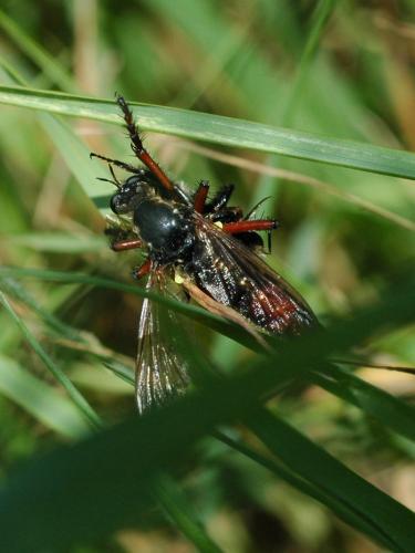 Dasypogon diadema