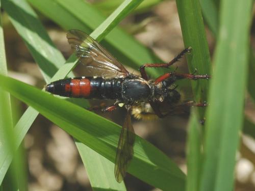 Dasypogon diadema