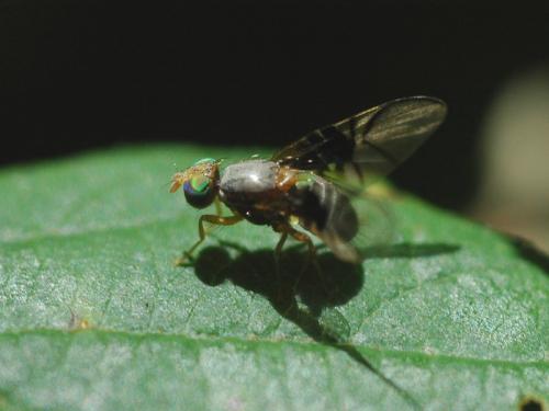 Anomoia purmunda