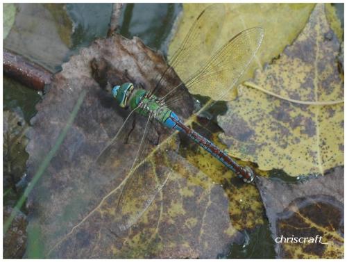 Réf. 35 843 : Anax imperator