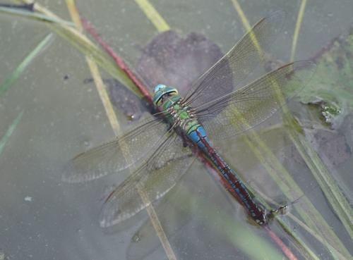 Anax imperator