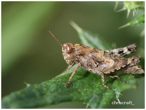 Pezotettix giornae