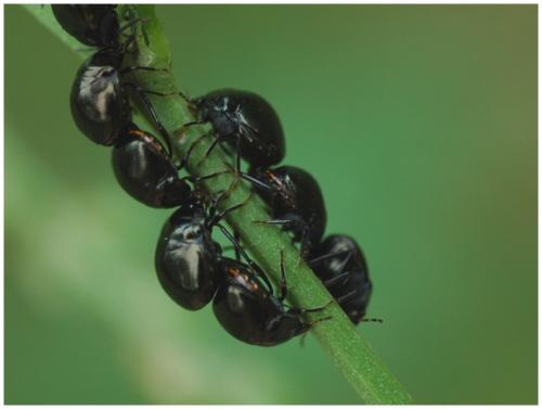 Coptosoma scutellatum