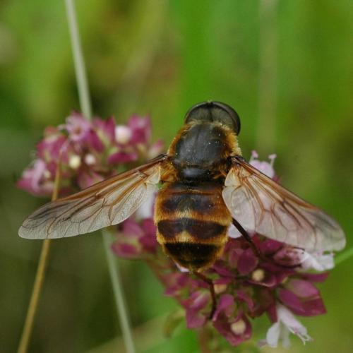 Réf. 35 950 : Pangonius sp.