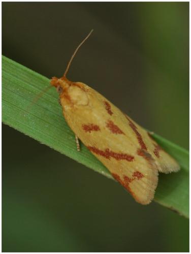 Réf. 35 960 : Clepsis pallidana
