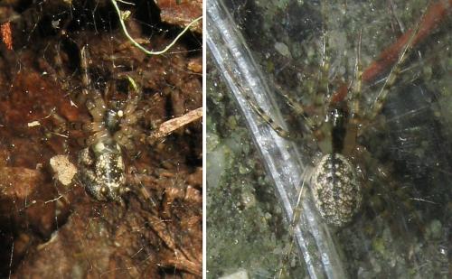 Réf. 35 763 : Stemonyphantes conspersus