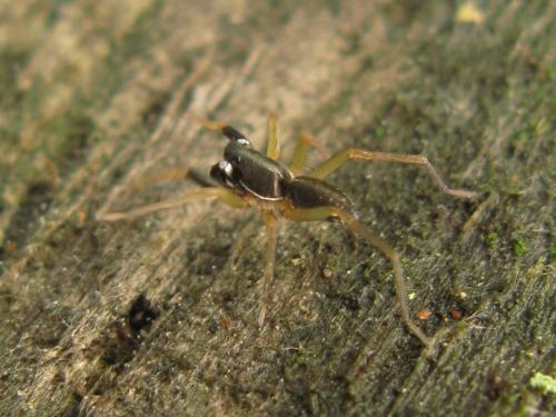 Réf. 35 083 : Aulonia albimana