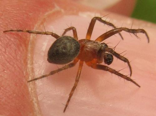 Araneus sp.