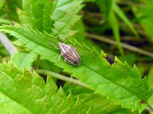Réf. 35 618 : Aelia acuminata